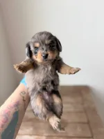 Bougie Jr, a male Pomeranian and Miniature Dachshund for sale in Los Angeles, CA – 3 of 8