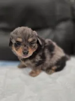 Bougie Jr, a male Pomeranian and Miniature Dachshund for sale in Los Angeles, CA – 2 of 8