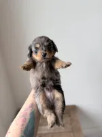 Bougie Jr, a male Pomeranian and Miniature Dachshund for sale in Los Angeles, CA – 5 of 8