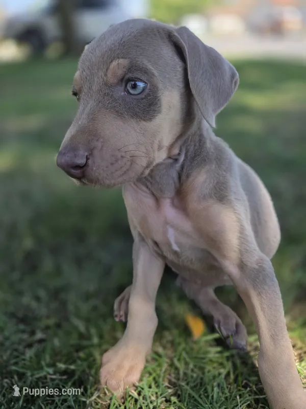 Lorraine  – Doberman Pinscher puppy for sale in Los Angeles, CA