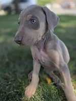 Lorraine , a female Doberman Pinscher for sale in Los Angeles, CA – 1 of 10