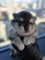 Lady Gaga, a  Pomeranian for sale in Los Angeles, CA – 4 of 8