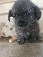 Young Thug, a male Pomeranian and Miniature Dachshund for sale in Los Angeles, CA – 2 of 6