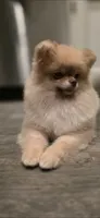 Jackie , a female Pomeranian for sale in Los Angeles, CA – 9 of 9
