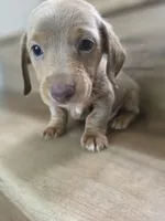 Migue, a  Miniature Dachshund for sale in Los Angeles, CA – 6 of 6