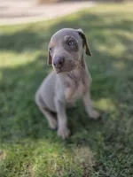Lorraine , a female Doberman Pinscher for sale in Los Angeles, CA – 4 of 10