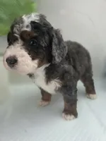 Lucy, a  Saint Berdoodle for sale in Los Angeles, CA – 9 of 9