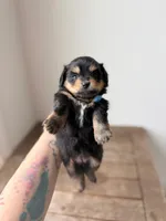 Rita, a female Pomeranian and Miniature Dachshund for sale in Los Angeles, CA – 2 of 4