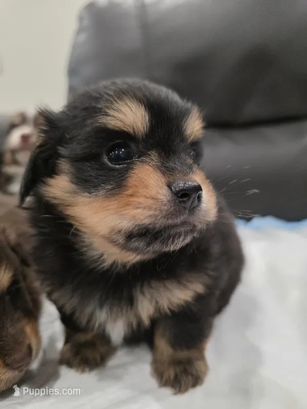 Rita – Pomeranian, Miniature Dachshund puppy for sale in Los Angeles, CA