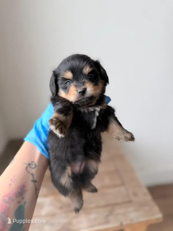 Rita – Pomeranian, Miniature Dachshund puppy for sale in Los Angeles, CA
