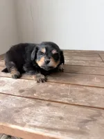 Rita, a female Pomeranian and Miniature Dachshund for sale in Los Angeles, CA – 4 of 4