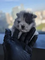 Dora, a  Pomeranian for sale in Los Angeles, CA – 3 of 6