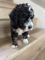 Ditta, a  Saint Berdoodle and Golden Mountain Doodle for sale in Los Angeles, CA – 5 of 10