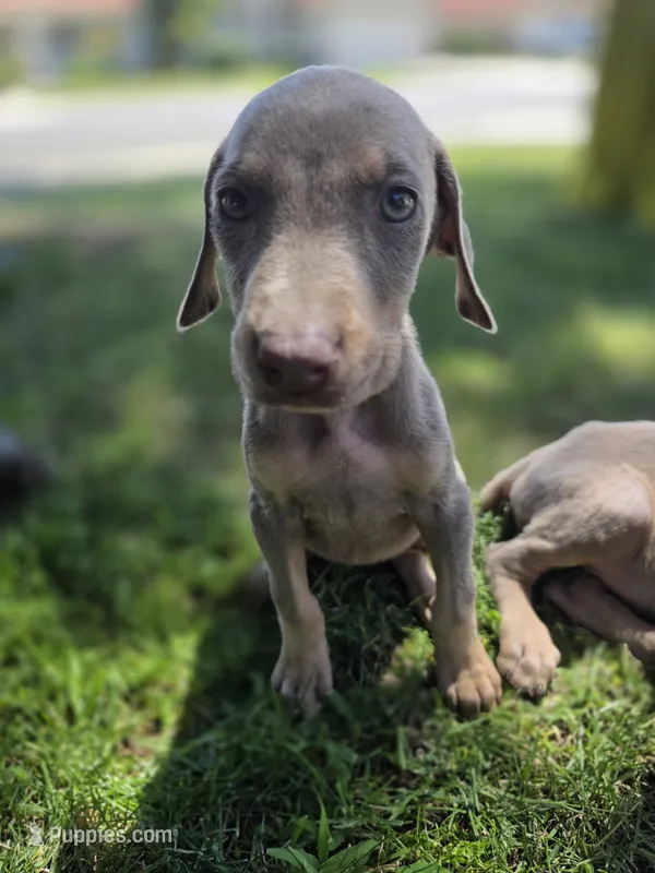 Juicey  – Doberman Pinscher puppy for sale in Los Angeles, CA