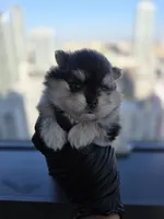 Lady Gaga, a  Pomeranian for sale in Los Angeles, CA – 3 of 8