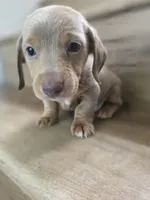 Migue, a  Miniature Dachshund for sale in Los Angeles, CA – 2 of 6