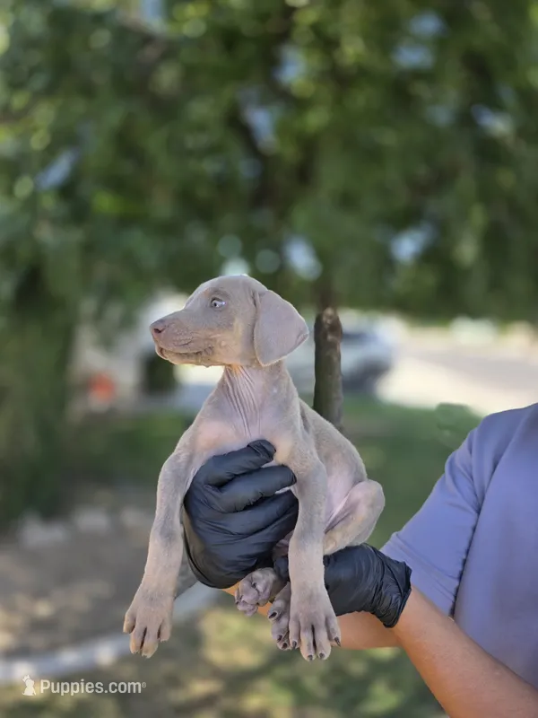 Lucy – Doberman Pinscher puppy for sale in Los Angeles, CA