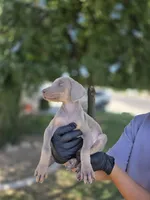 Lucy, a female Doberman Pinscher for sale in Los Angeles, CA – 1 of 10