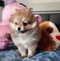 Ani, a female Pomeranian for sale in Los Angeles, CA – 2 of 4