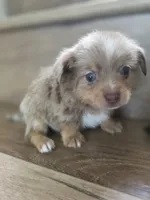 Hamster , a male Pomeranian and Miniature Dachshund for sale in Los Angeles, CA – 2 of 5