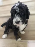 Ditta, a  Saint Berdoodle and Golden Mountain Doodle for sale in Los Angeles, CA – 4 of 10