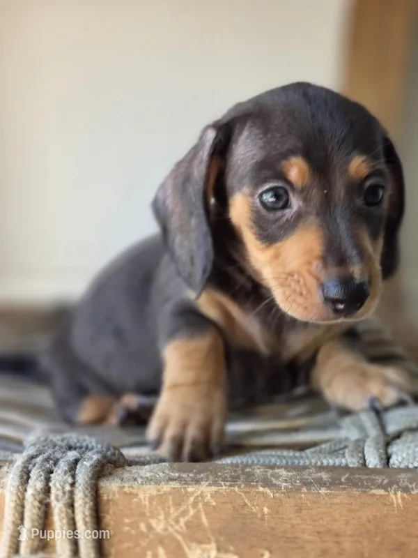 Oscar  – Miniature Dachshund puppy for sale in Los Angeles, CA