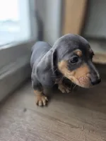 Oscar , a male Miniature Dachshund for sale in Los Angeles, CA – Photo 2 of 4