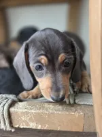 Oscar , a male Miniature Dachshund for sale in Los Angeles, CA – Photo 3 of 4