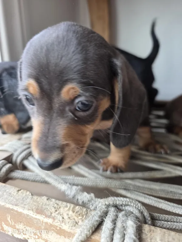 Oscar , a male Miniature Dachshund for sale in Los Angeles, CA – Photo 1 of 4
