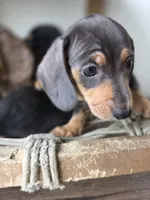 Oscar , a male Miniature Dachshund for sale in Los Angeles, CA – Photo 4 of 4