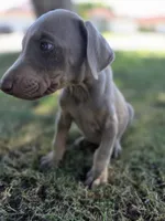 Pablo El Magico, a male Doberman Pinscher for sale in Los Angeles, CA – 2 of 9