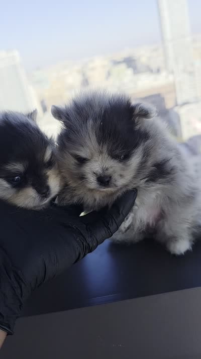Dora, a  Pomeranian for sale in Los Angeles, CA – 6 of 6