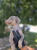 Karma, a female Doberman Pinscher for sale in Los Angeles, CA – 1 of 10