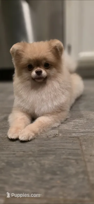 Jackie  – Pomeranian puppy for sale in Los Angeles, CA