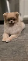 Jackie , a female Pomeranian for sale in Los Angeles, CA – 1 of 9