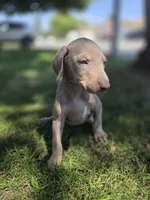 Karma, a female Doberman Pinscher for sale in Los Angeles, CA – 9 of 10