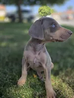Lorraine , a female Doberman Pinscher for sale in Los Angeles, CA – 10 of 10