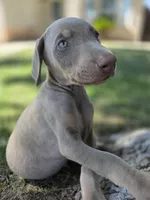 Pablo El Magico, a male Doberman Pinscher for sale in Los Angeles, CA – 9 of 9