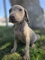 Karma, a female Doberman Pinscher for sale in Los Angeles, CA – 2 of 10