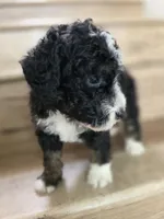 Ditta, a  Saint Berdoodle and Golden Mountain Doodle for sale in Los Angeles, CA – 3 of 10