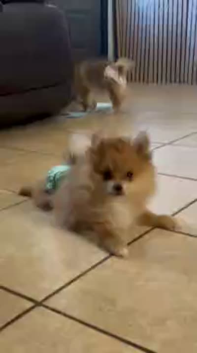 Ani, a female Pomeranian for sale in Los Angeles, CA – 4 of 4