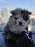 Dora, a  Pomeranian for sale in Los Angeles, CA – 2 of 6