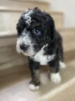 Ditta, a  Saint Berdoodle and Golden Mountain Doodle for sale in Los Angeles, CA – 2 of 10
