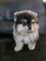 Belle, a female Pomeranian for sale in Los Angeles, CA – 3 of 10