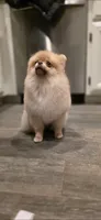 Jackie , a female Pomeranian for sale in Los Angeles, CA – 8 of 9