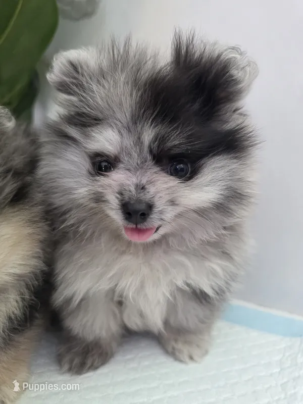 Candie – Pomeranian puppy for sale in Los Angeles, CA