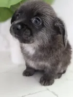 Bunni, a male Pomeranian and Miniature Dachshund for sale in Los Angeles, CA – 2 of 8