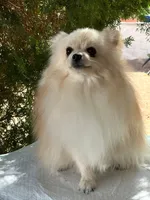 Ani, a female Pomeranian for sale in Los Angeles, CA – 3 of 4