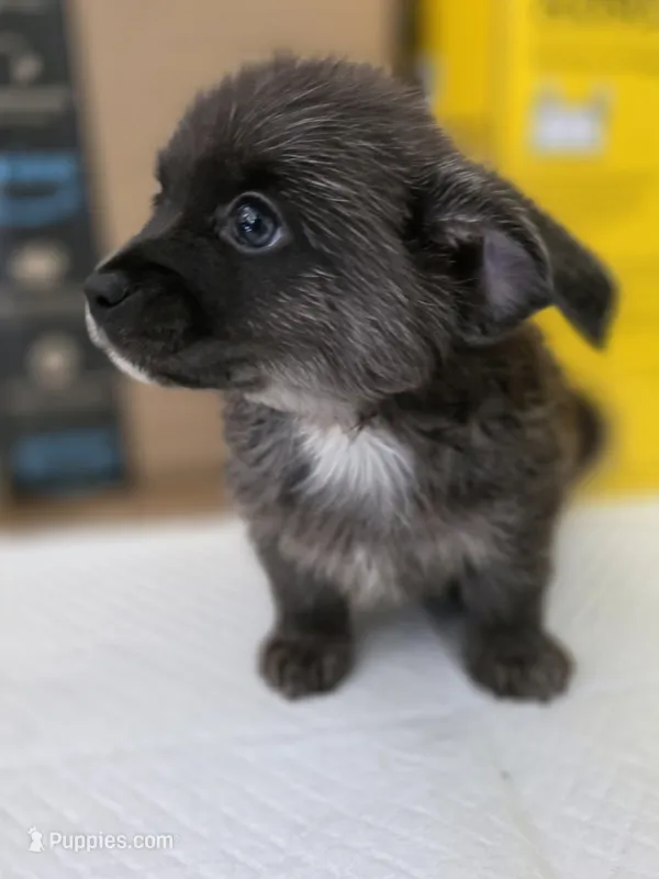 Bear – Pomeranian, Miniature Dachshund puppy for sale in Los Angeles, CA