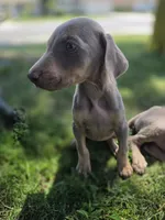 Juicey , a female Doberman Pinscher for sale in Los Angeles, CA – 6 of 7